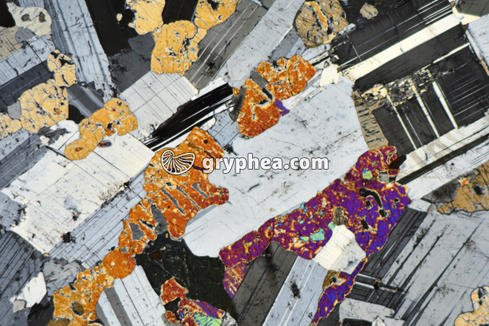 Gabbro LPA x7 - gryphea.com